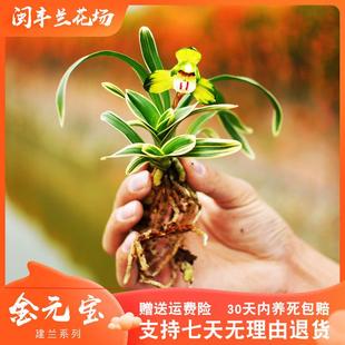 【金元宝】矮种兰花苗建兰金边名贵带花苞中透兰草盆栽国兰浓香型