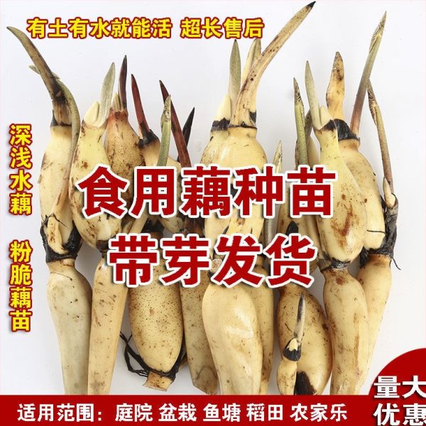 食用莲藕藕苗种根蔬菜粉脆籽根苗种孑荷花种籽藕种深水莲藕苗种