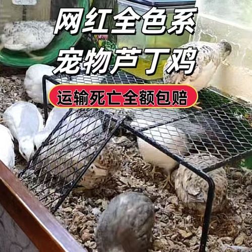 芦丁鸡网红宠物活体鸡全色系观赏养鸡下蛋成鸡超可爱小鸡