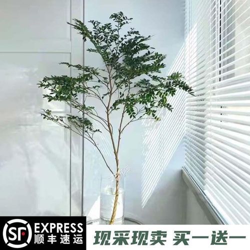 美男树吊钟马醉木平替水培鲜切枝客厅办公桌装饰绿植懒人专属