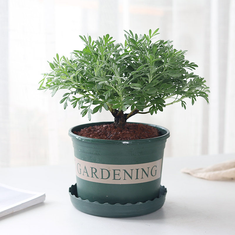 芙蓉菊盆栽稀有花卉奇趣植物室内花雪艾办公室桌面观叶绿植好养活