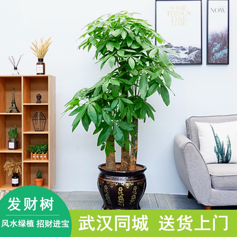武汉开业乔迁送礼绿植大型发财树盆栽客厅室内办公室招财植物花卉