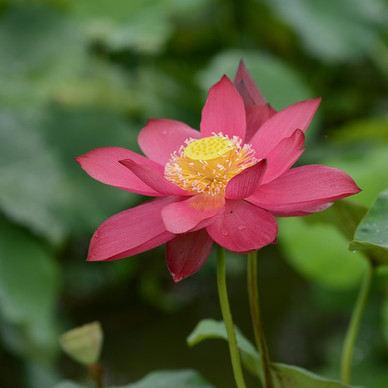 【姑苏飞燕】碗莲乌托o邦-中大型 盆池栽庭院水生红色观赏荷花种