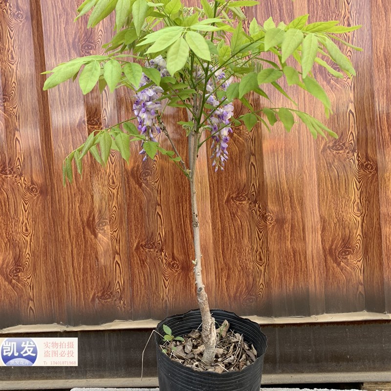 紫藤盆景植物日系品种p丰花长穗矮霸老桩爬藤好养庭院易活观花阳