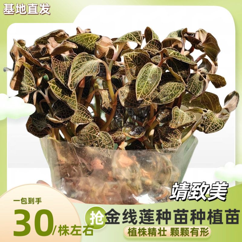 福建金线莲种苗南靖新鲜金线莲鲜品盆栽花卉金线莲可食用30株左右