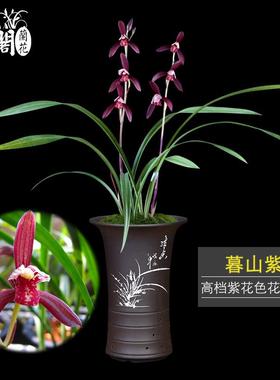 刘阁兰花苗 建兰高档紫色花暮山紫 夏带花苞出售室内花卉绿植盆栽