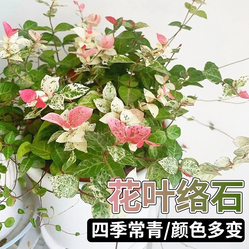 花镜植物花叶络石盆栽庭院彩叶花卉黄金络石吊兰爬藤四季常青藤蔓