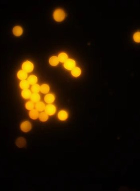 单分散pmma荧光微球 红色/绿色/蓝色荧光微球(0.05200微米