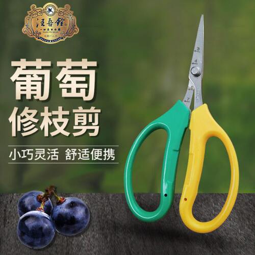 汪吾铨不锈钢翘头园艺剪刀葡萄蔬果稀果花艺树枝花椒采果橘子采摘