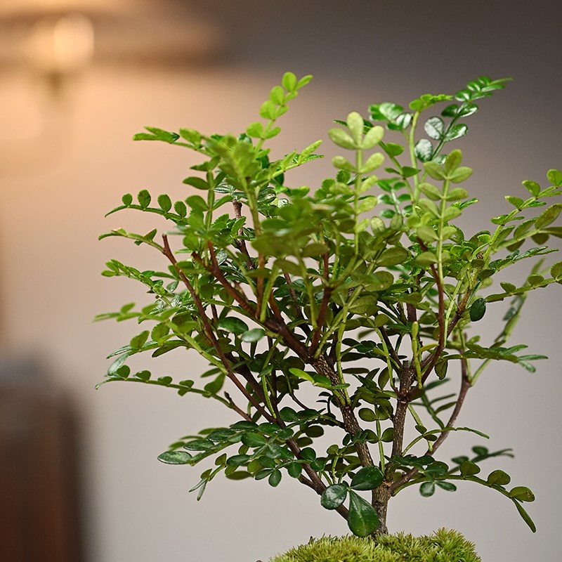 文竹盆栽植物室内好养易活赤楠盆景绿植客厅花卉四季常青净化空气