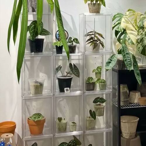热植柜亚克力盆栽室内植物秋海棠花烛植物热植闷养箱温室加湿盒子