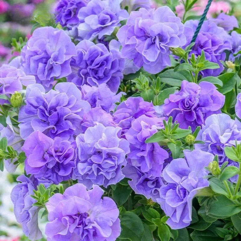 超级矮牵牛花苗盆栽阳台垂吊花卉重瓣冰淡紫百万小玲伊丽莎白带花