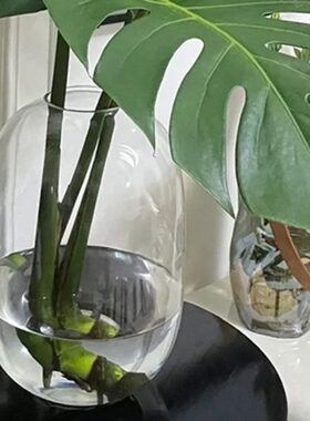 龟背竹花瓶玻璃透明水培水养专用大号器皿大瓶子圆肚大肚玻璃瓶