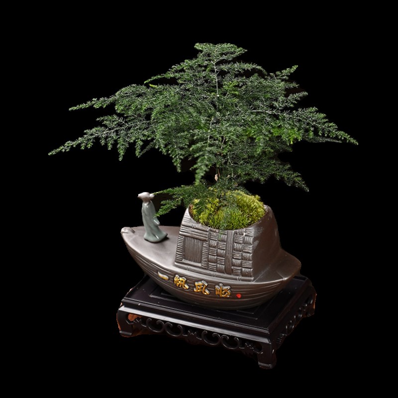 文竹盆栽植物室内好养易活赤楠盆景绿植客厅花卉四季常青净化空气