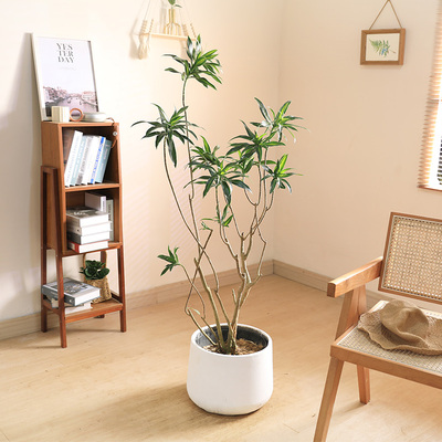 双木林金心百合竹老桩简约造型好养室内大型客厅绿植轻奢阳台植物