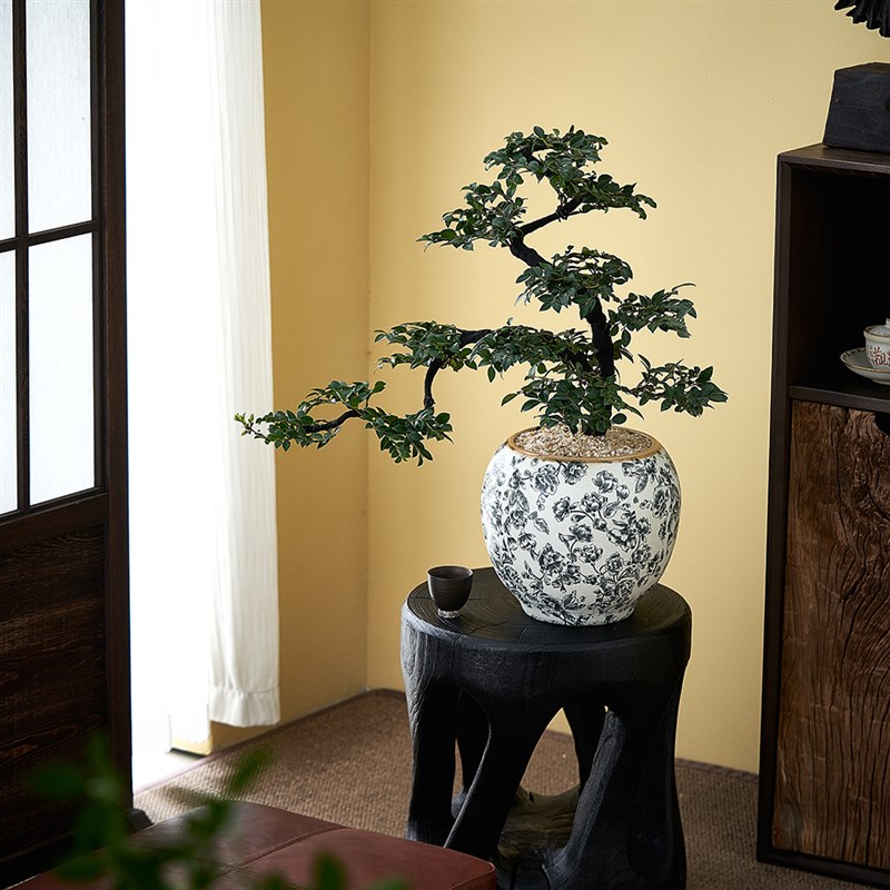 小叶紫檀黑骨茶盆景室内客厅办公室好养常青绿植高端送礼盆栽植物