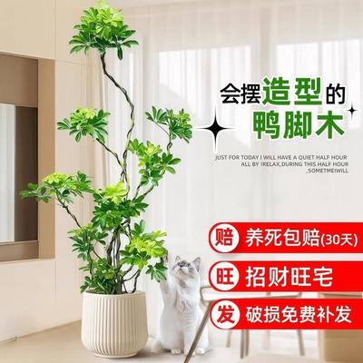 鸭脚木客厅大盆栽水培八方来财花盆植物花叶造型树阳台老桩真绿植