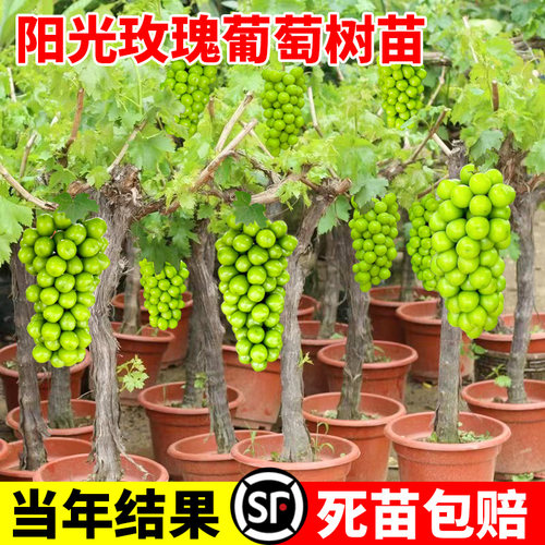 葡萄树苖阳光玫瑰果苗盆栽