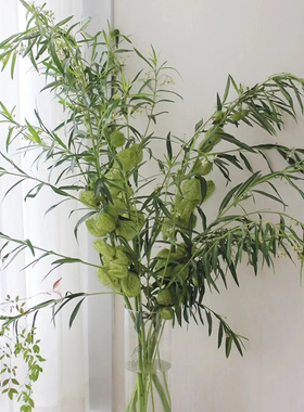 糖棉云南基地直发鲜切花办公室室内绿色新鲜水养插花节日鲜花顺丰