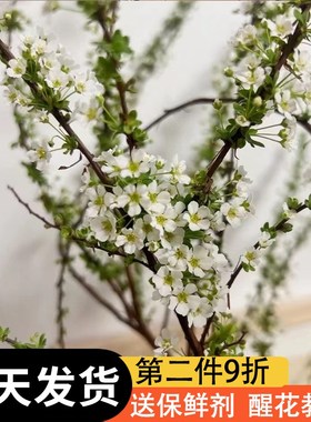 雪柳真花干枝条水养新鲜支盆栽云南基地直发客厅摆设龙柳花瓶插花