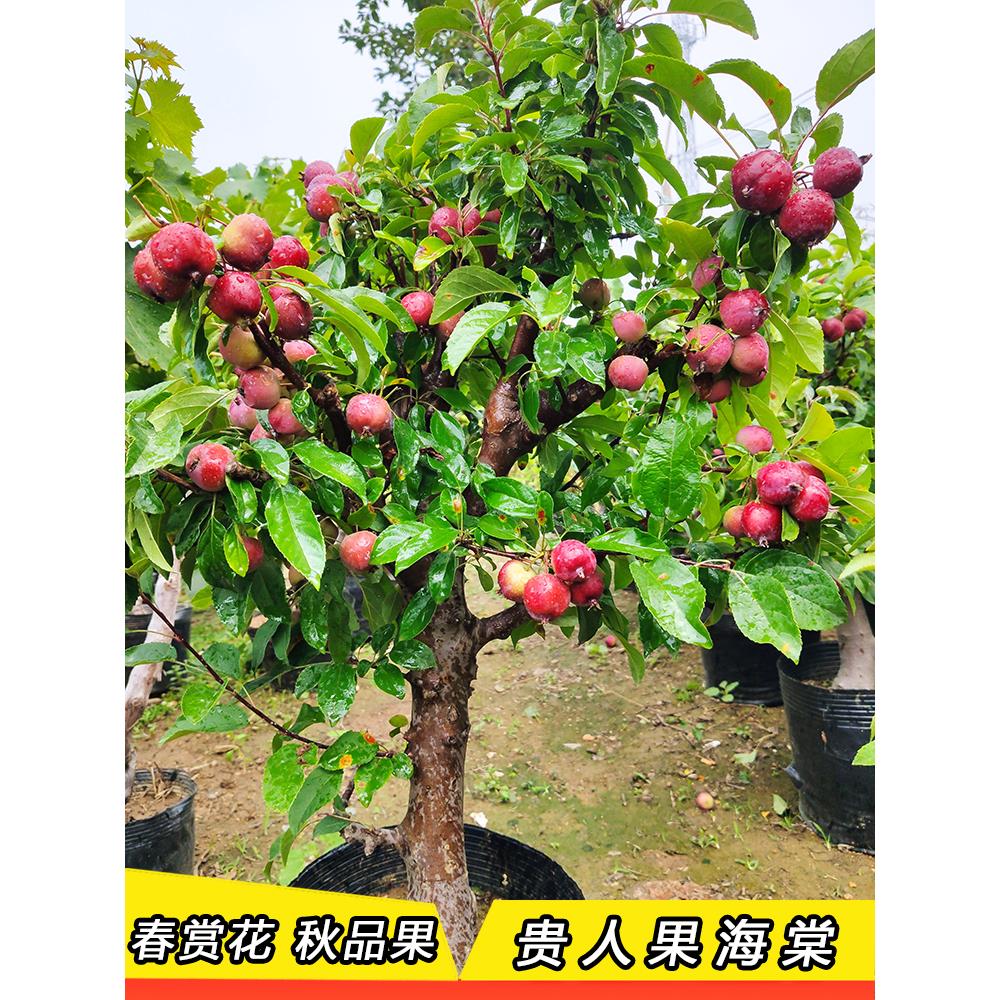 贵人果海棠果树果苗北方耐寒地栽盆栽盆景南方庭院度假村别墅树苗