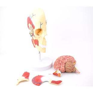 人体颞颌关节咀嚼肌模型颌面解剖肌肉神经动三叉神经大脑头骨模型