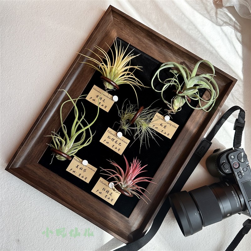 小凤仙儿 空气凤梨绿植s画框复古挂墙磁吸相框生日送礼摆件装饰画