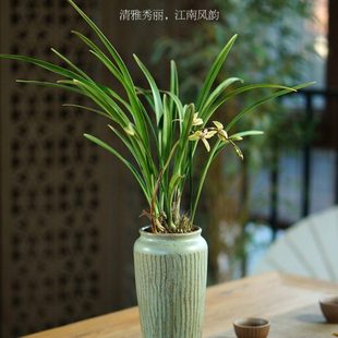 小桃红兰花国兰建兰四季兰浓香金边好养名贵植物办公室书房茶室