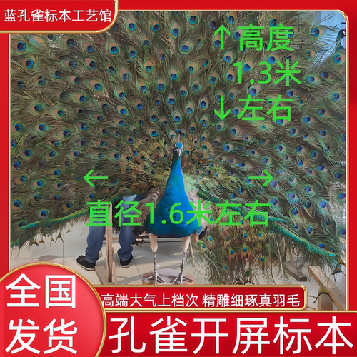 开屏孔雀标本摆件高档装饰豪华家居手工艺品真实羽毛落地精品招财