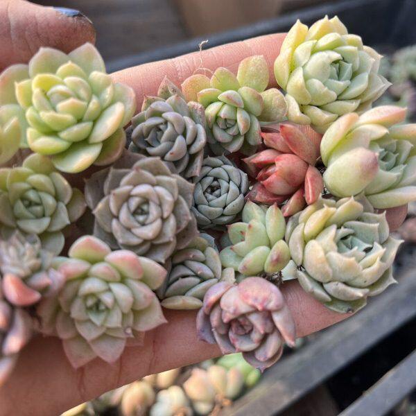 100棵精品多肉杂交鼻屎苗切糕小苗 多肉植物麦秆女王月影系冬云杂