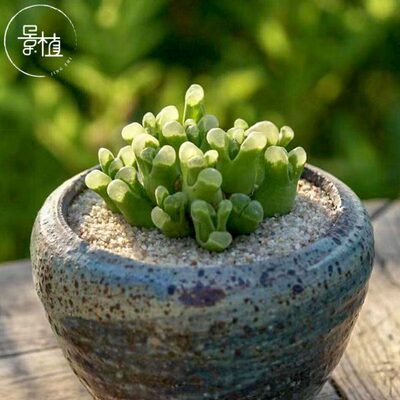 【4.17优惠活动】171~175景植多肉小红嘴1380b风铃毛汉尼阳台