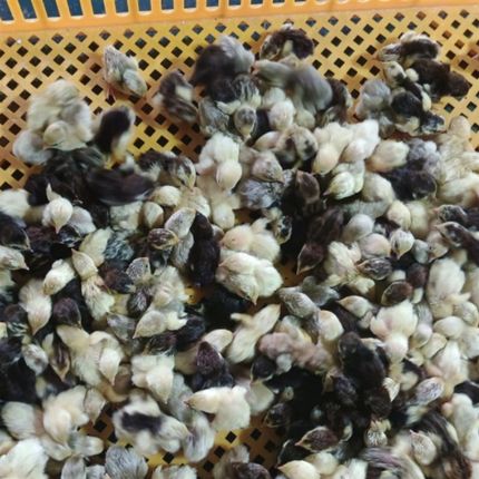 宠物鸡可孵化受精种蛋迷你网红芦丁鸡纯白礼服瓦灰受精卵卢丁鸡蛋