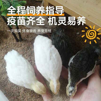 芦丁鸡网红宠物活体鸡全色系观赏养鸡下蛋成鸡超可爱小鸡