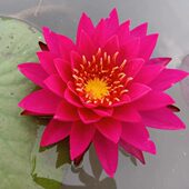 进口耐寒香睡莲带花带花苞发货室内外池塘水池水培植物：谭群