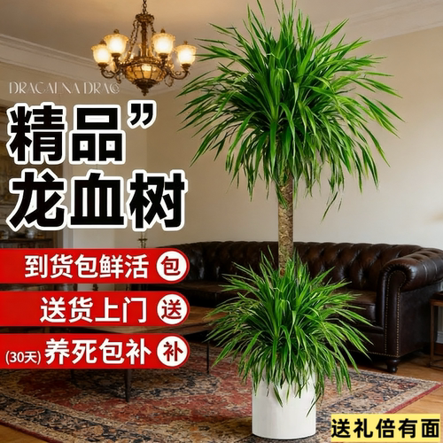 两层龙血树客厅龙须树超大型盆栽开业招财树乔迁旺宅多头老桩摆件