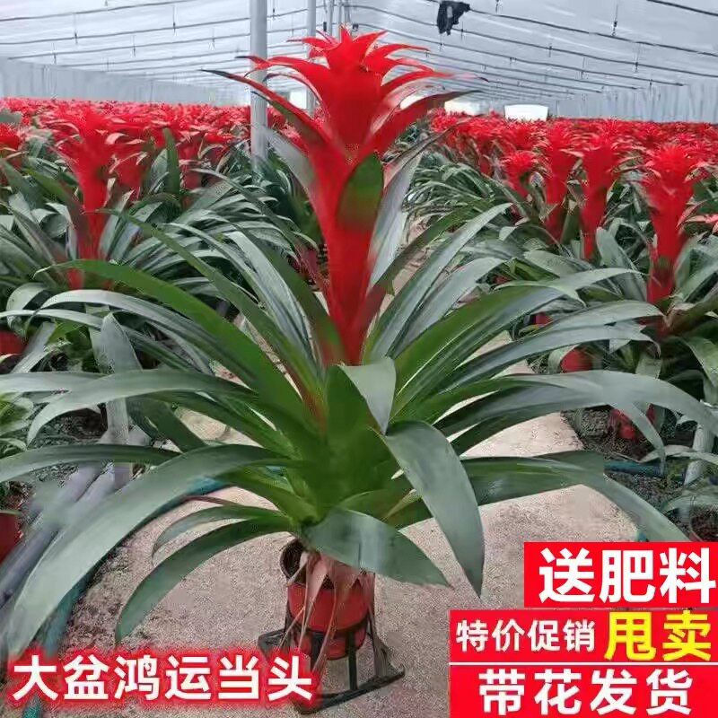 鸿运当头盆栽带花四季开花办公室带花凤梨红掌好养花卉盆栽装饰品
