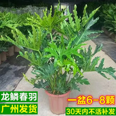 老桩龙鳞春羽盆栽大型绿植室内观叶客厅好养办公室财净化空气植物