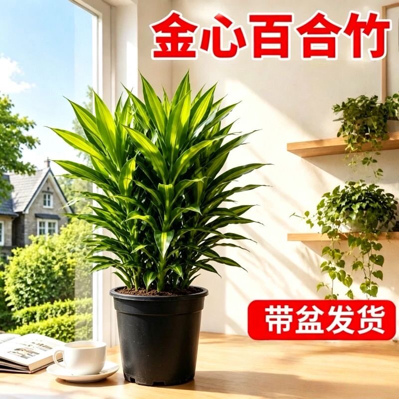 金心百合竹盆栽室内桌面大绿植观叶四季常青盆景懒人植物易养易活