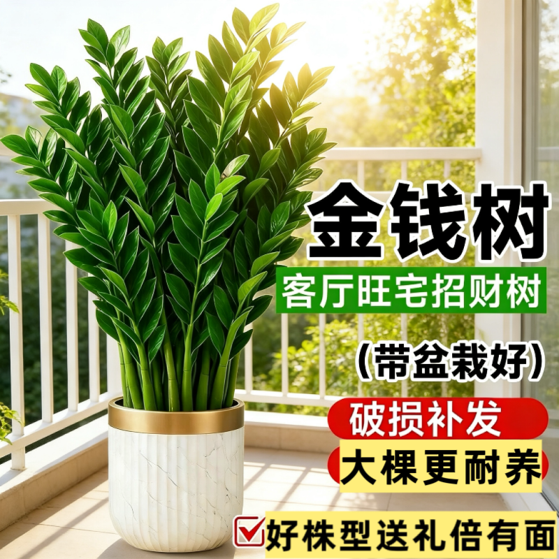 金钱树招财树摇钱树室内客厅办公室绿植物盆栽净化空气大棵金钱花