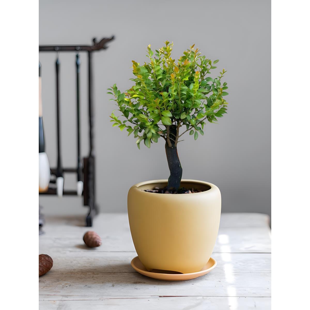 黑骨茶小叶紫檀造景盆景植物老桩树苗丛林盆栽室内办公室禅意摆件