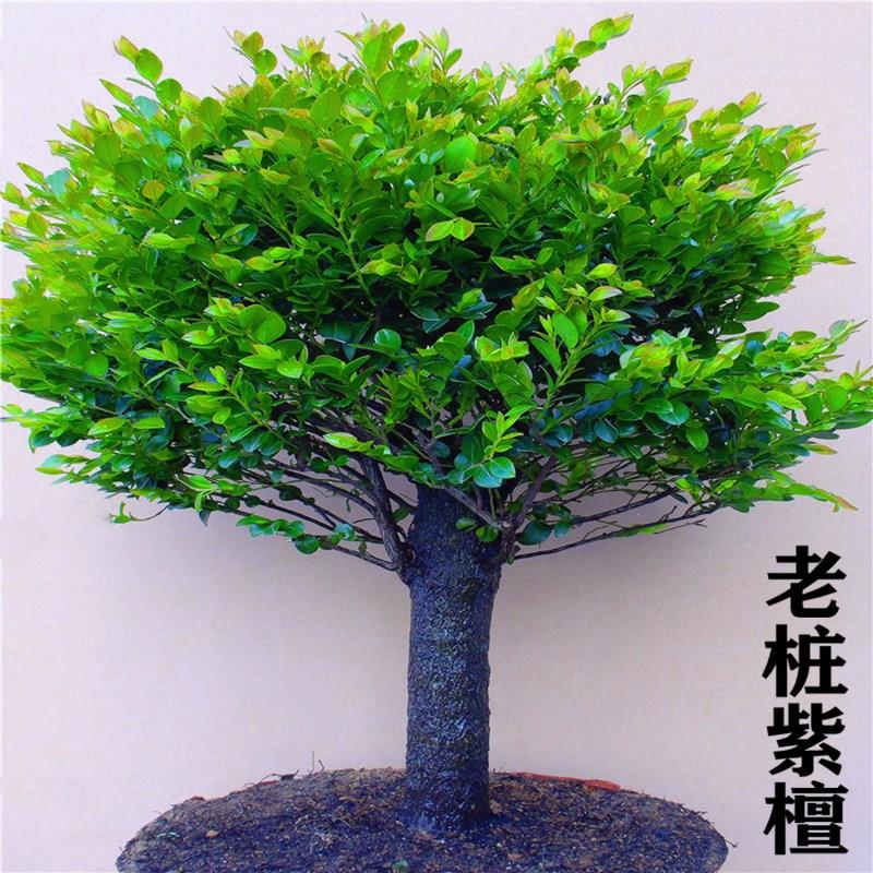 老桩小叶紫檀盆景树桩室内客厅独杆黑檀盆栽植物四季常青室外绿植