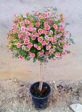 小木槿棒棒糖绿色植物室内阳台庭院四季种植耐热木槿花带土发货