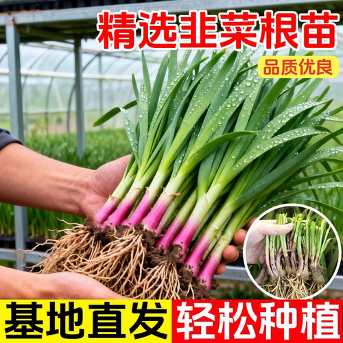 正宗本地土韭菜根苗紫根红根韭菜