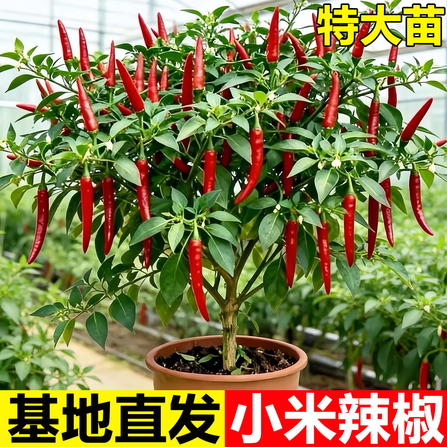 红色小米辣秧苗高产四季辣椒苗朝天椒螺丝椒各种番茄苗蔬菜苗盆栽