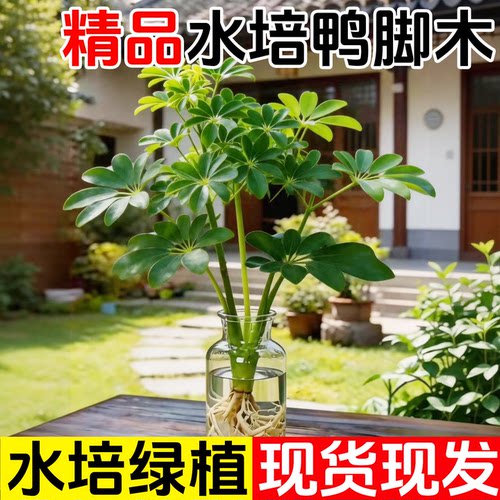 水培鸭脚木客厅盆栽鸭掌木室内