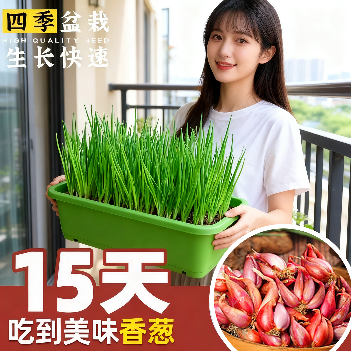 四季火葱头种小香葱葱头种子蔬菜