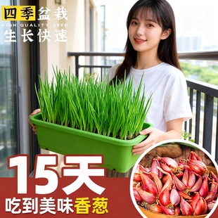 四季火葱头种小香葱葱头种子四川红葱头苗新鲜盆栽春季阳台种菜苗