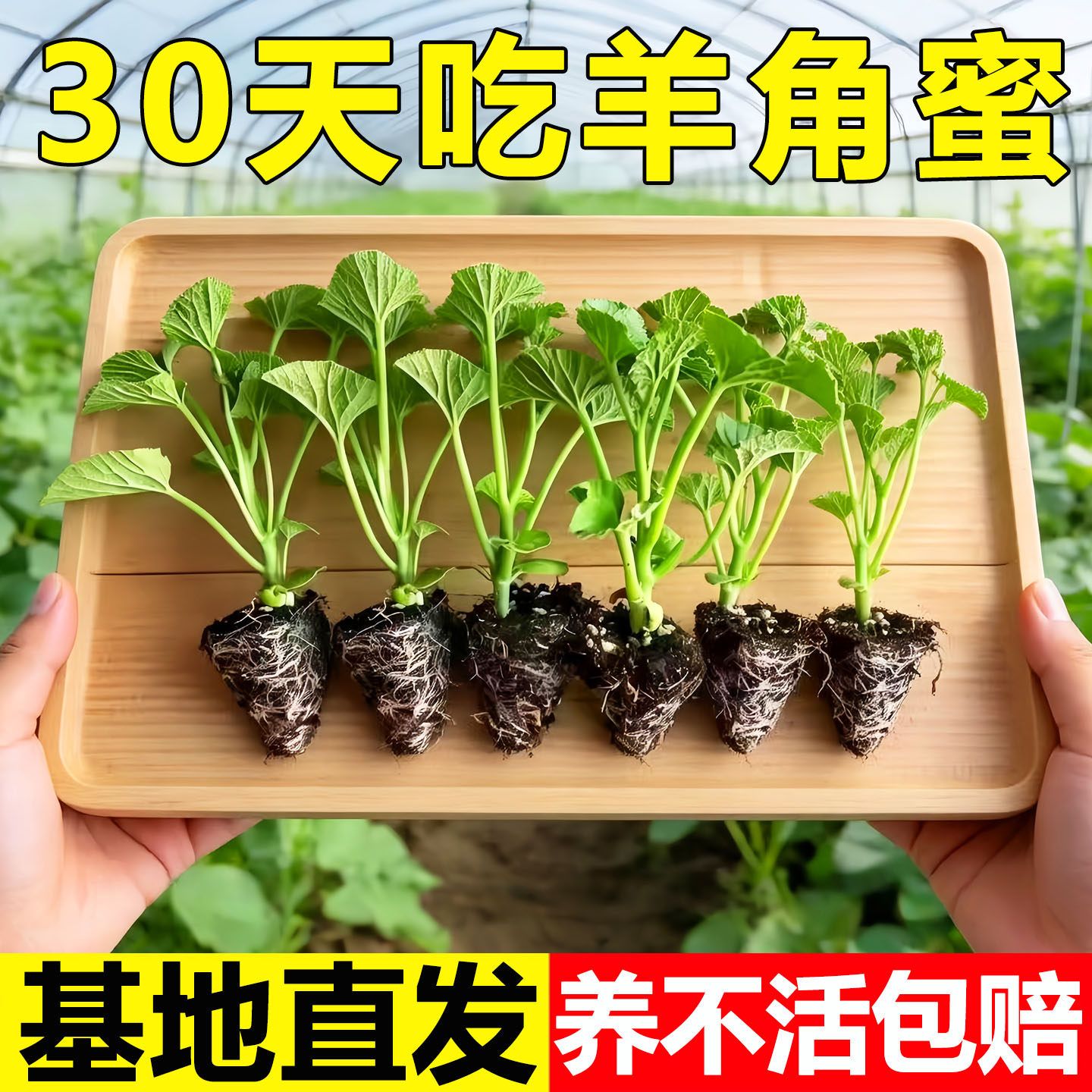 羊角蜜甜瓜苗种孑羊角酥甜瓜秧苗香瓜苗脆瓜春季家庭大田种水果苗