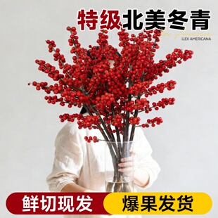 北美冬青红果真花水培鲜花新年盆栽室内鲜切银柳鲜枝年宵花卉水养