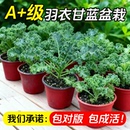 羽衣甘蓝盆栽大苗超耐寒可食用蔬菜观赏绿植易成活家庭阳台园艺